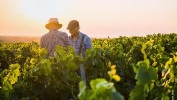 two farmers in a vineyard at sunset