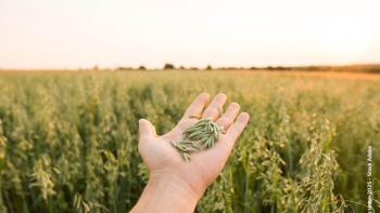 one hans presenting some cereal grains in front of a cerel field