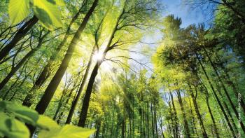 sun light filtered through tree branches