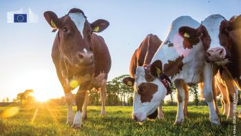 a group of cows grazing in the sunset