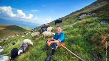 A shepherd sitting on a grassy mountainside among a large flock of grazing sheep