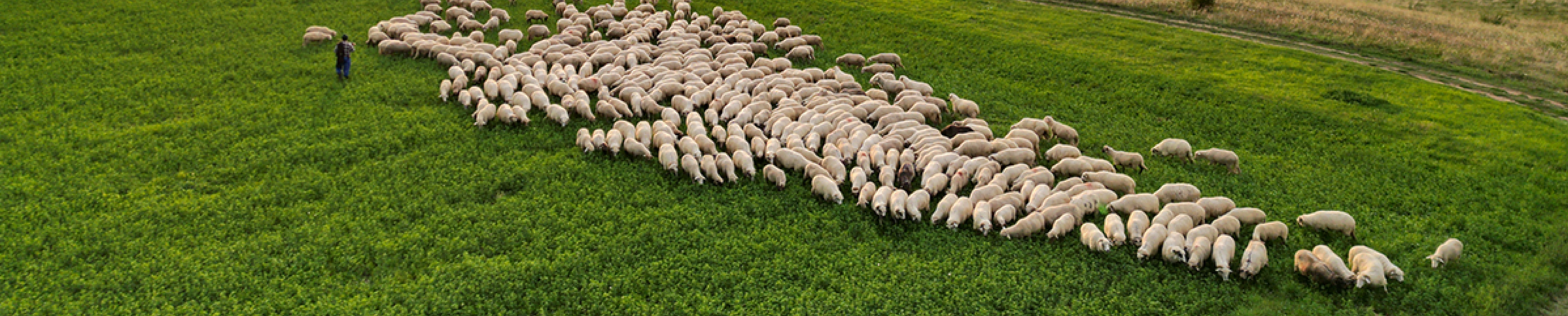 a flock of sheep grazing on a green field