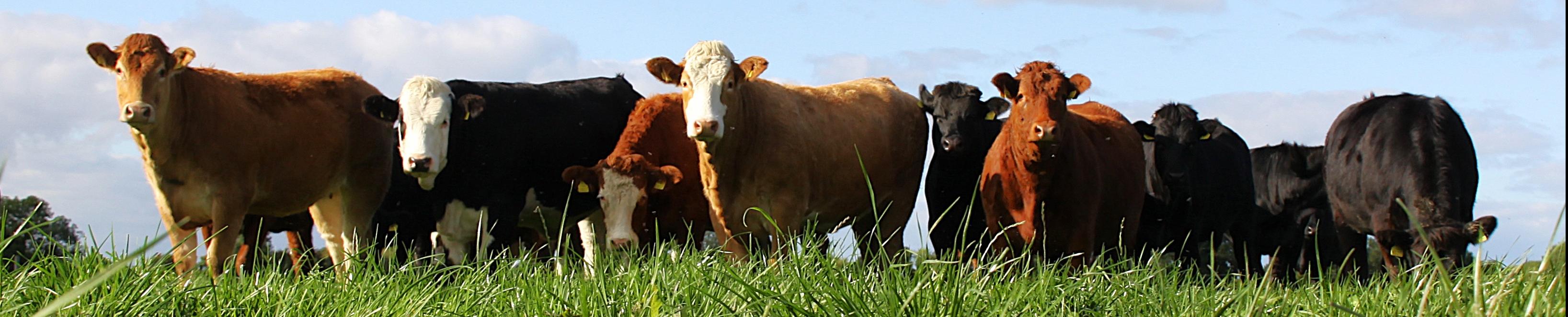 a group of cows in a green field