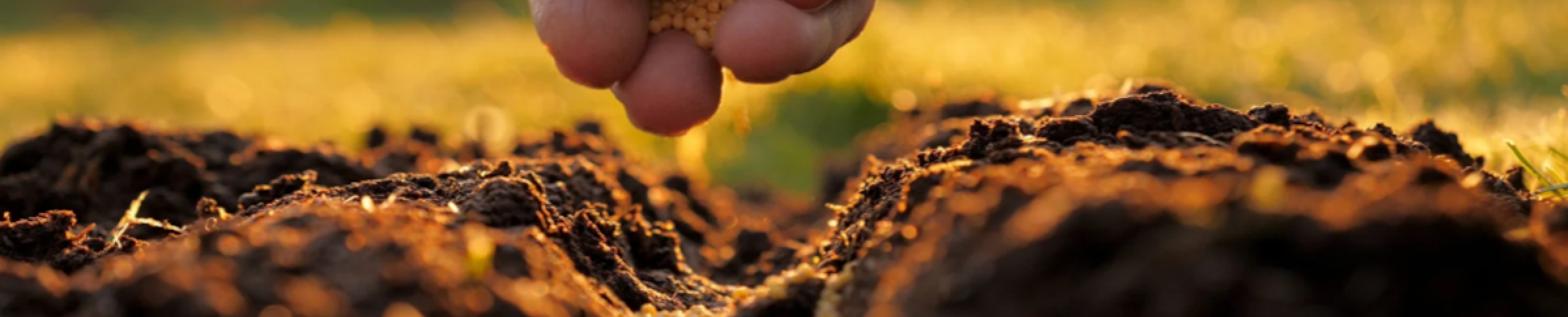close-um with a hand above a piece of soil