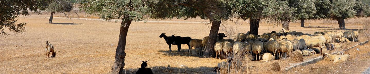 grazing animals searching for shadow under trees