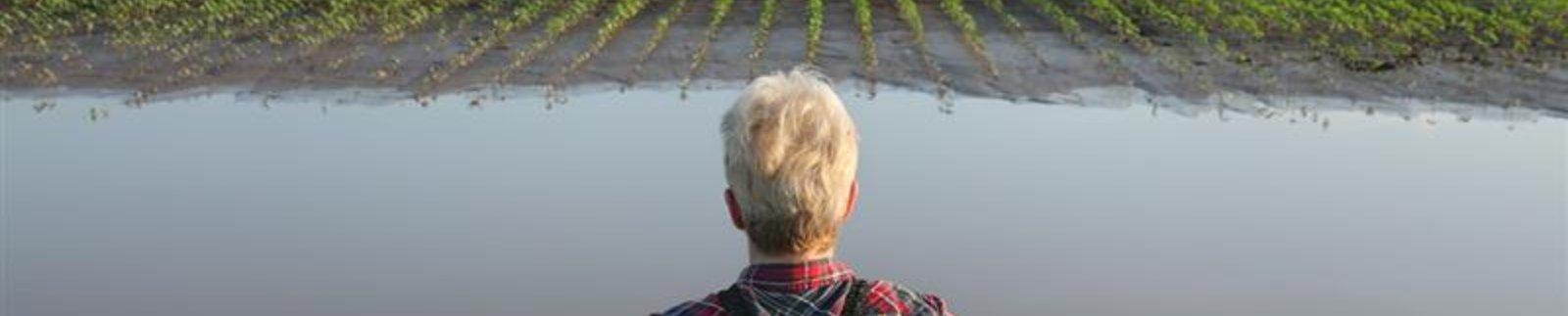 a farmer seen from behind, in front of a floded field