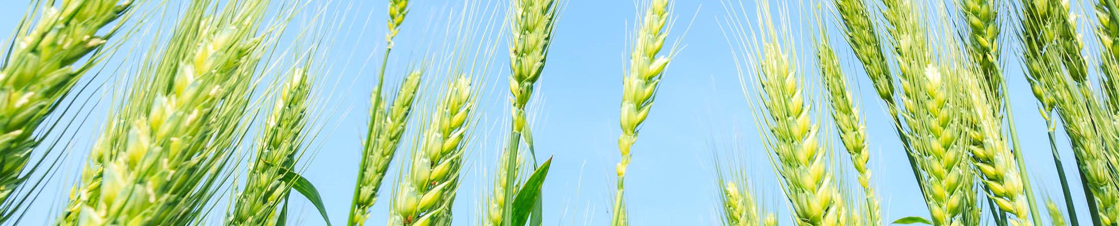 green wheat o a blue sky backdrop