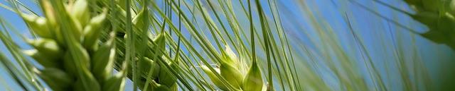 green barley seen from below on a blue sky backdrop