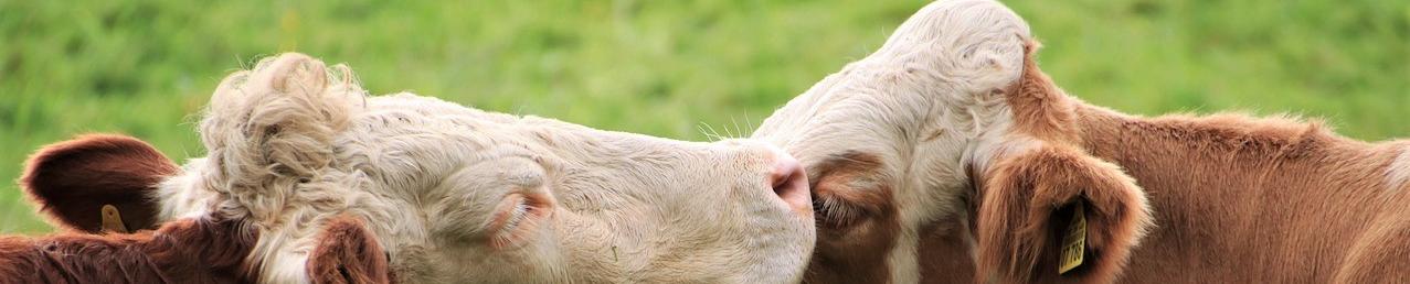 two cows 