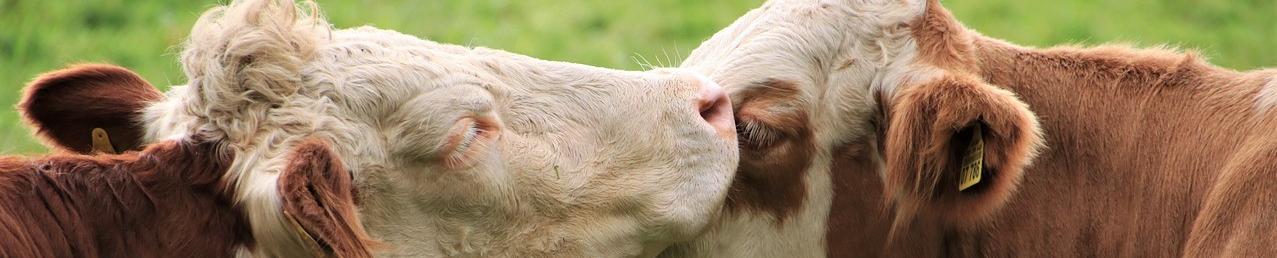 two cows