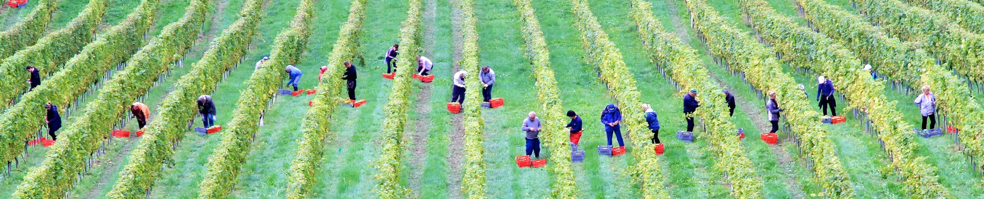 people harvesting in a vineyard