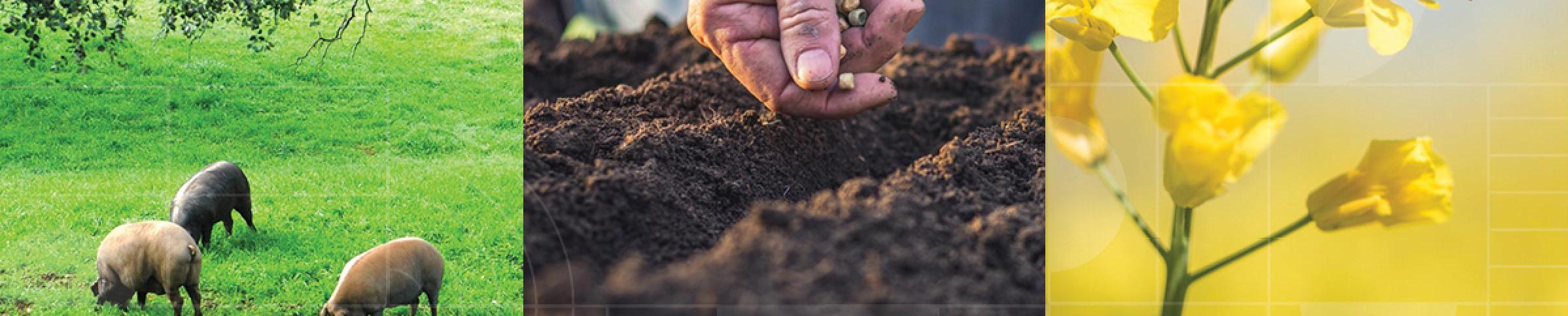 patchwork of farming activities and agricultural landscapes