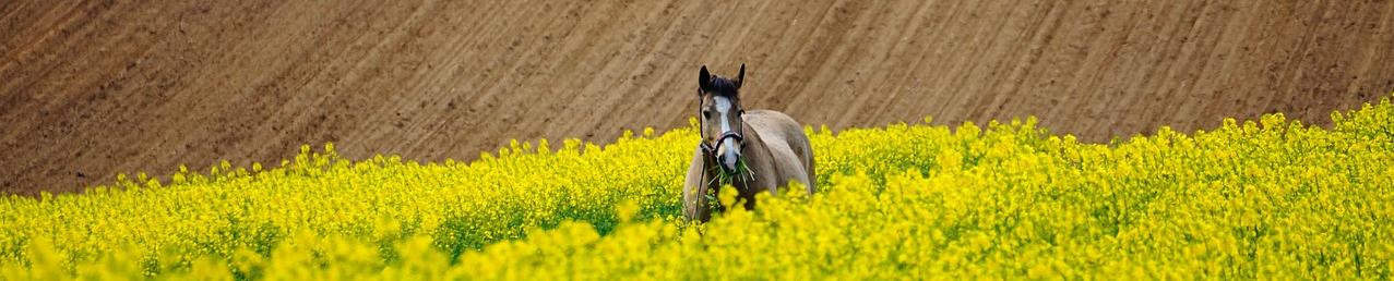 a horse in a yellow field