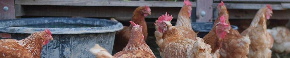 free range red chickens