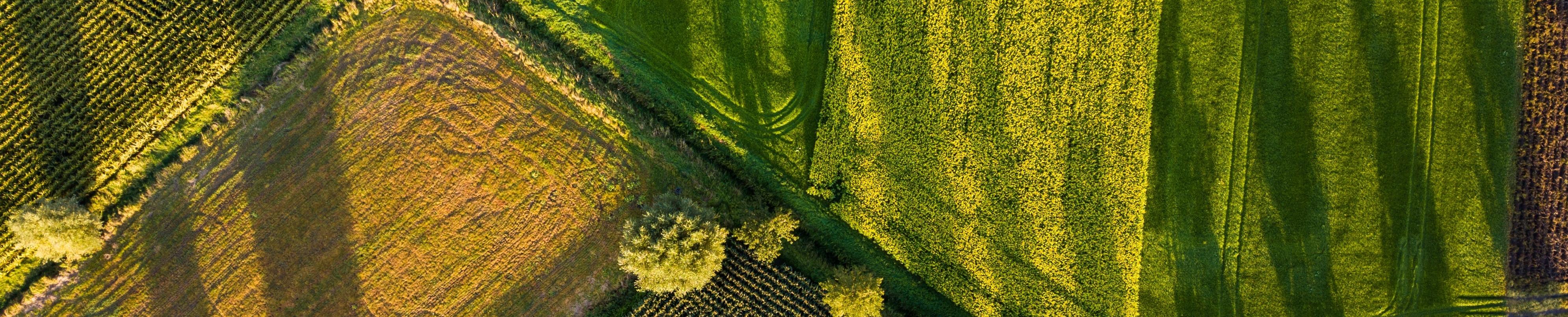 aerial view of crops on a field