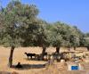 A flock of sheep rests and grazes under olive trees, with sunlight filtering through the branches