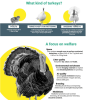 extract of an infographic with text and turkey