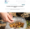 one hand above a plastic sac full of acorns