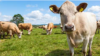 Cattle on field