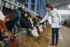 female veterinarian in a dairy farm