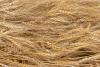 wheat
