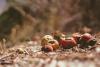 food waste - apples on the ground