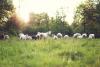 sheep grazing on a pasture next to a forrest