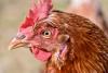 poultry